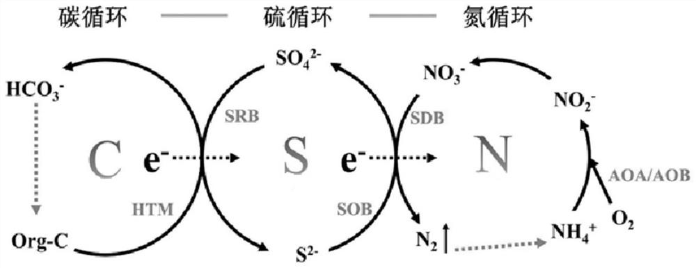 Biological autotrophic nitrogen removal integrated constructed wetland system