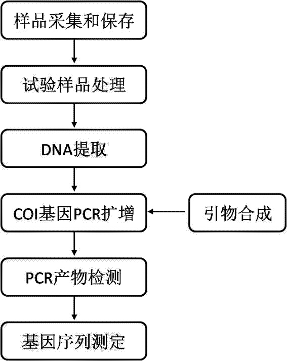 DNA barcoding standard gene sequence of Rizhao Blepharipoda liberata and species identification method based thereon