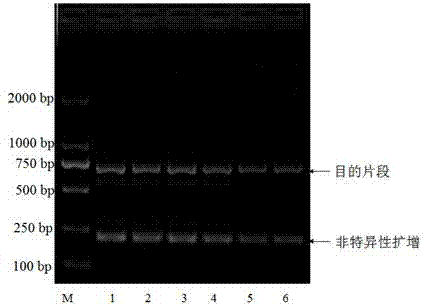 DNA barcoding standard gene sequence of Rizhao Blepharipoda liberata and species identification method based thereon