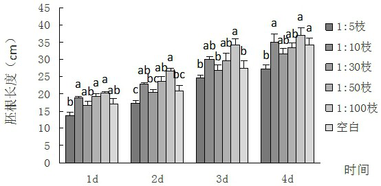 An inhibitor of the growth of Chinese fir based on the extract of Castanopsis grisina litter