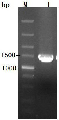 A gene expressing acid β-mannanase, its carrier and application