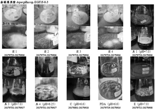 Microbial preparation method of suberogorgin