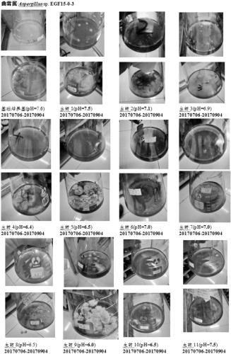 Microbial preparation method of suberogorgin