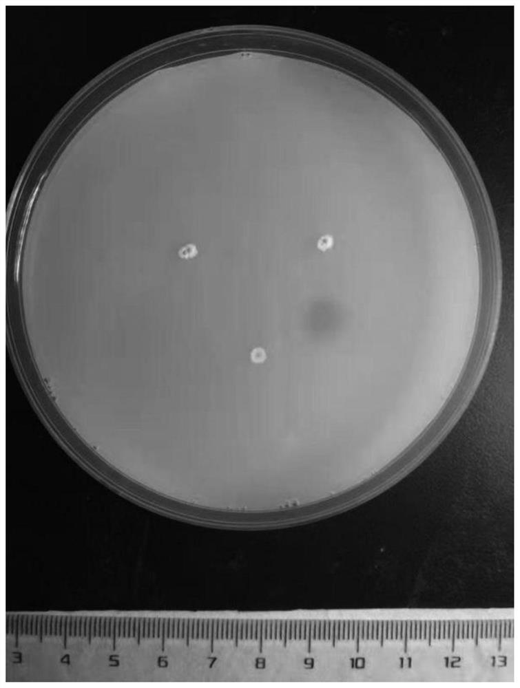 Phosphorus-solubilizing bacteria, fungicide and application thereof