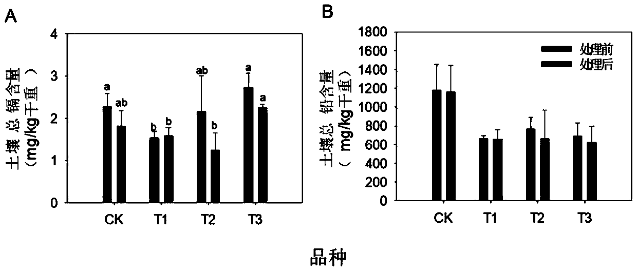 Method for safely utilizing heavy metal polluted cultivated land based on combination of charcoal in-situ passivation and sweet sorghum planting