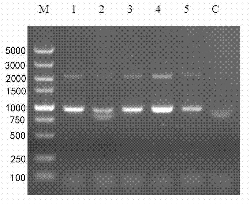 Complex duck interferon-alpha gene, and recombinant vector and application thereof