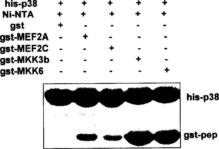 Polypeptide for inhibiting p38 kinase activity and its application