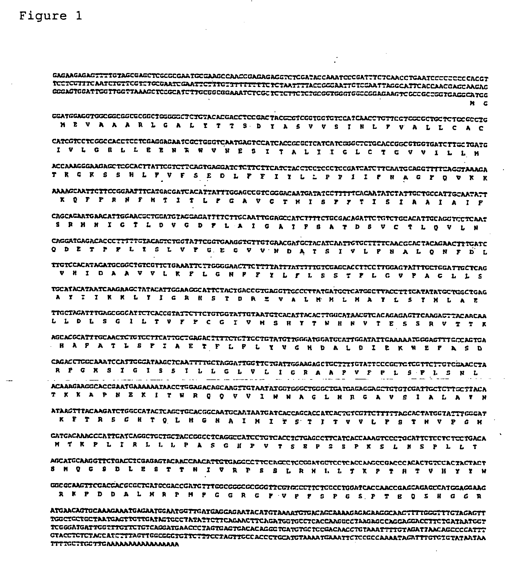 Sodium/proton antiporter gene