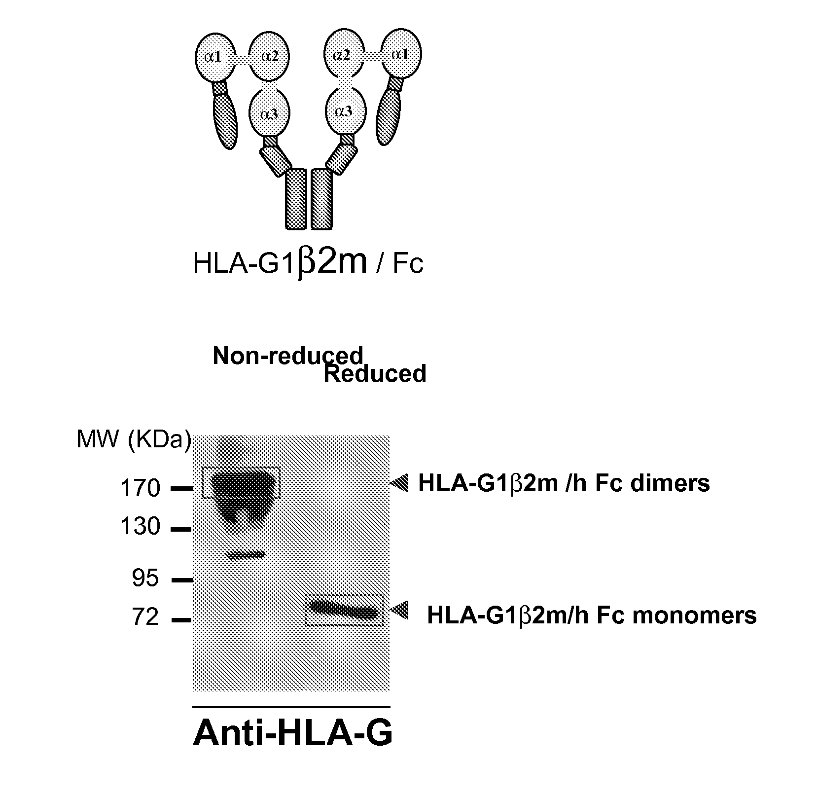 Hla-g proteins and pharmaceutical uses thereof