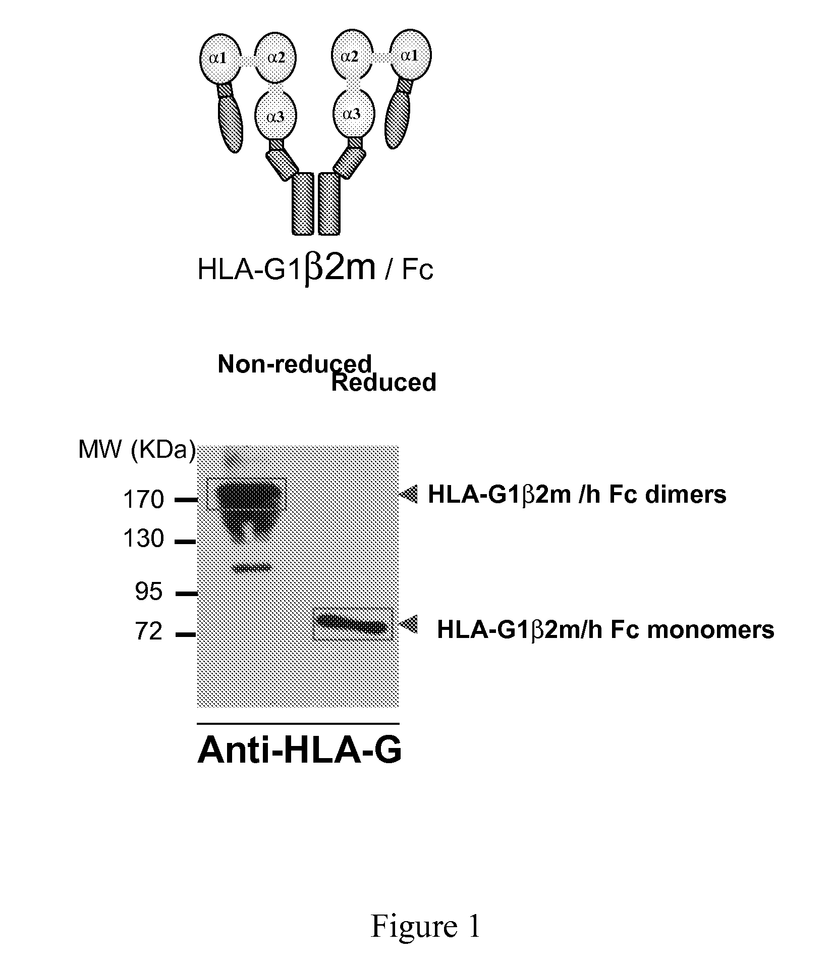 Hla-g proteins and pharmaceutical uses thereof