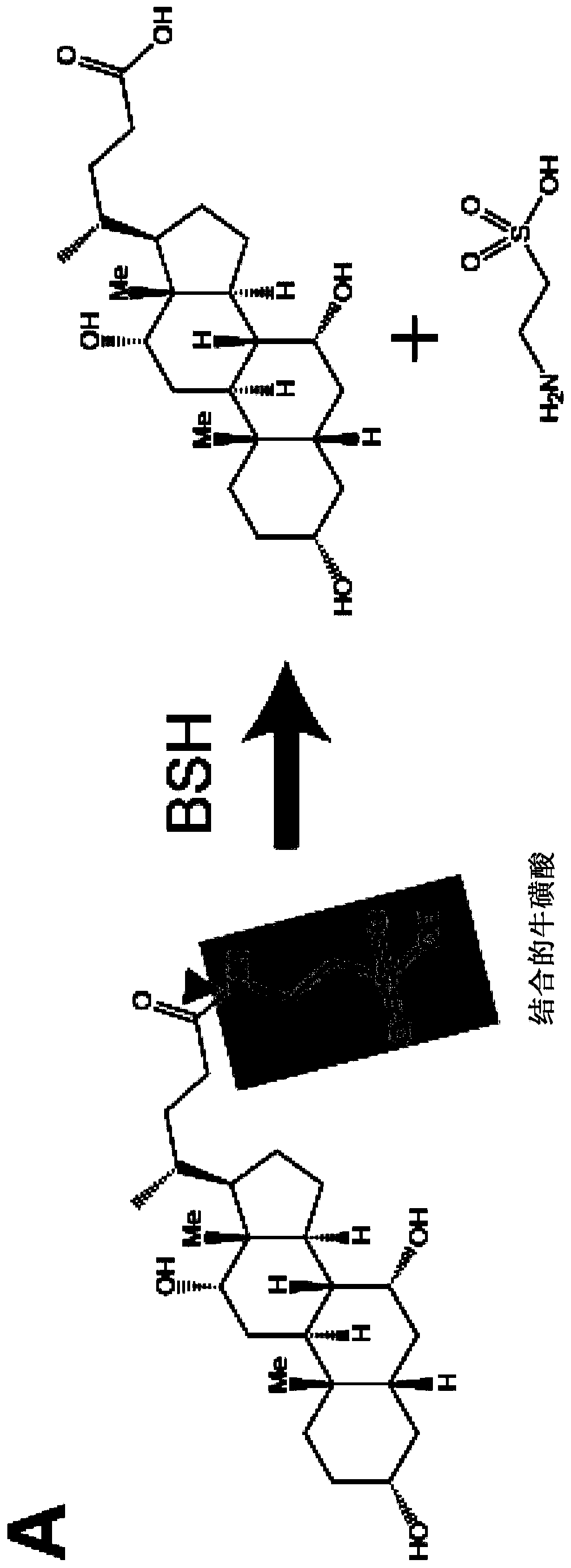 Engineered commensal bacteria and methods of use
