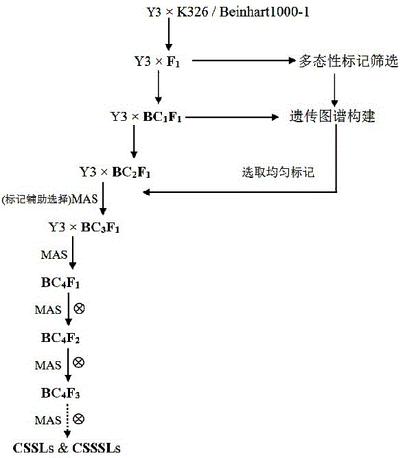 Culture method for stable and homozygous tobacco chromosome single fragment substitution line