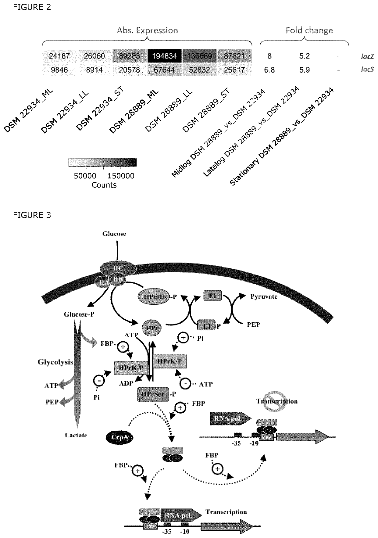 Production of lactase enzymes using altered regulation strains