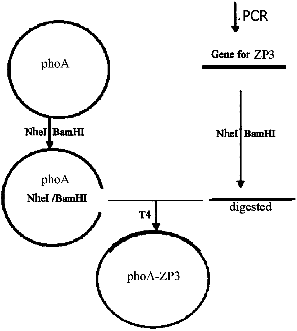 Recombinant human-oocyte zona pellucida ZP3 protein and preparation method thereof