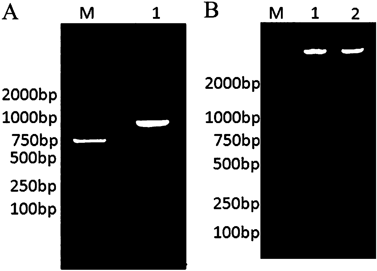 Recombinant human-oocyte zona pellucida ZP3 protein and preparation method thereof