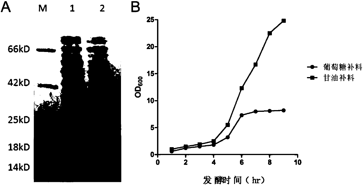 Recombinant human-oocyte zona pellucida ZP3 protein and preparation method thereof