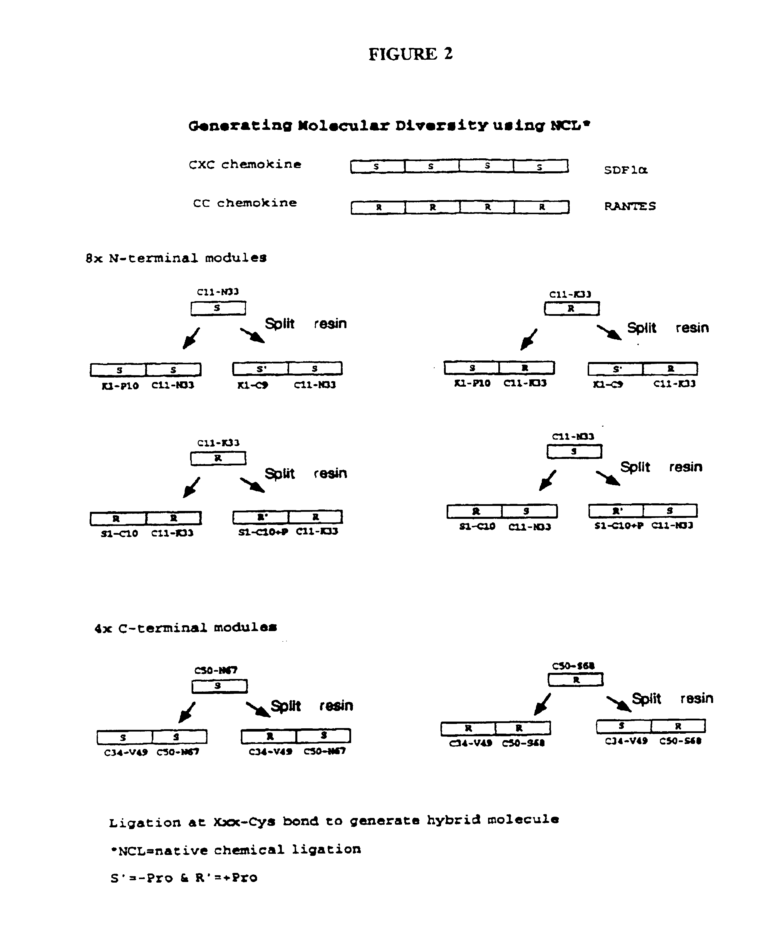 Modular protein libraries and methods of preparation
