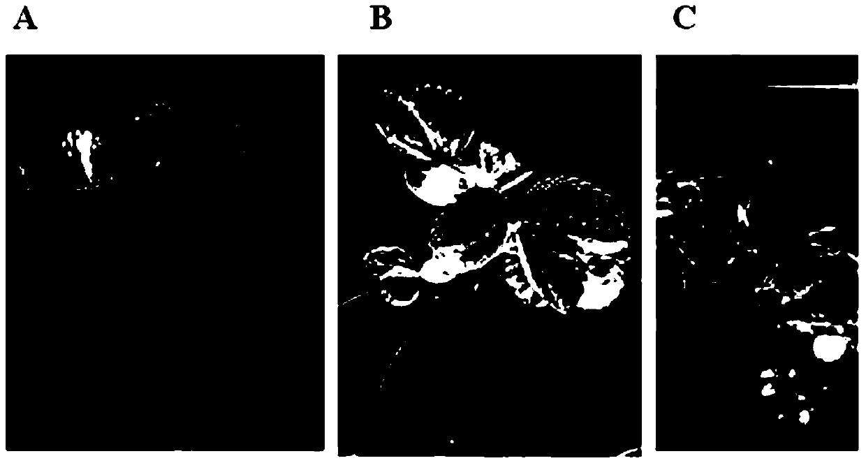 Method for preparing special substrate for strawberry potting by using black fungus mushroom slag