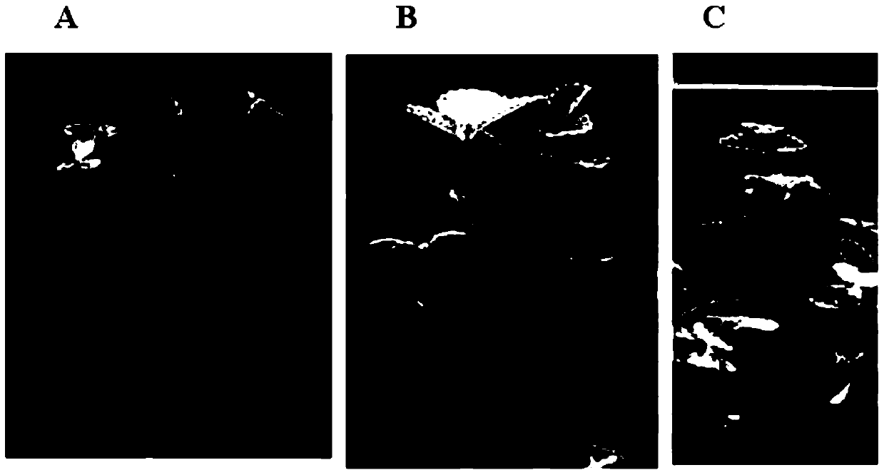 Method for preparing special substrate for strawberry potting by using black fungus mushroom slag