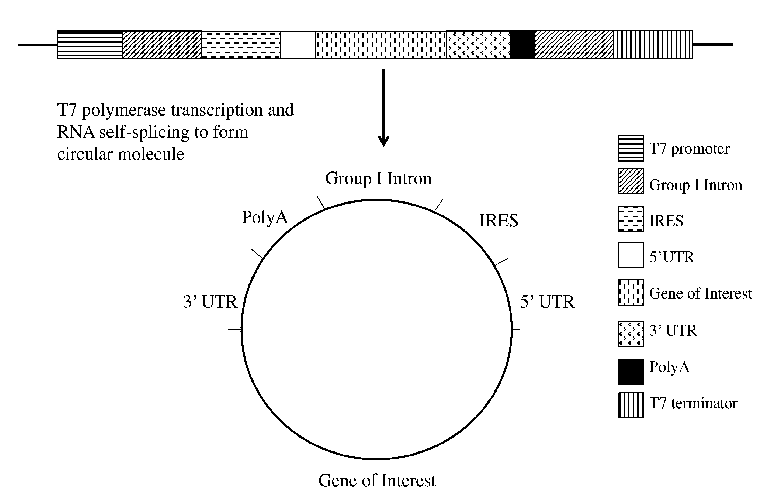 Intracellular translation of circular RNA