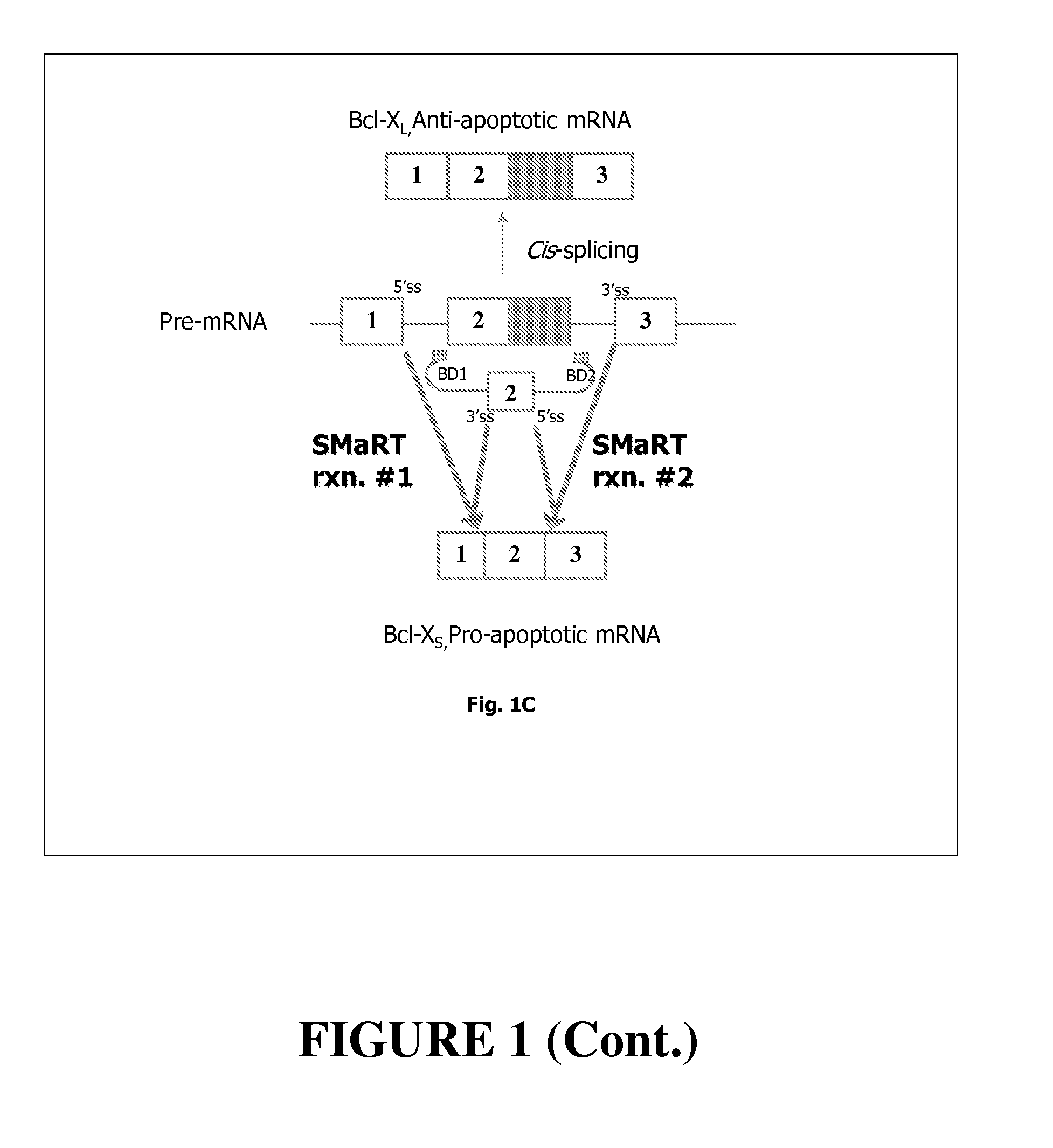Compositions and methods for inducing apoptosis