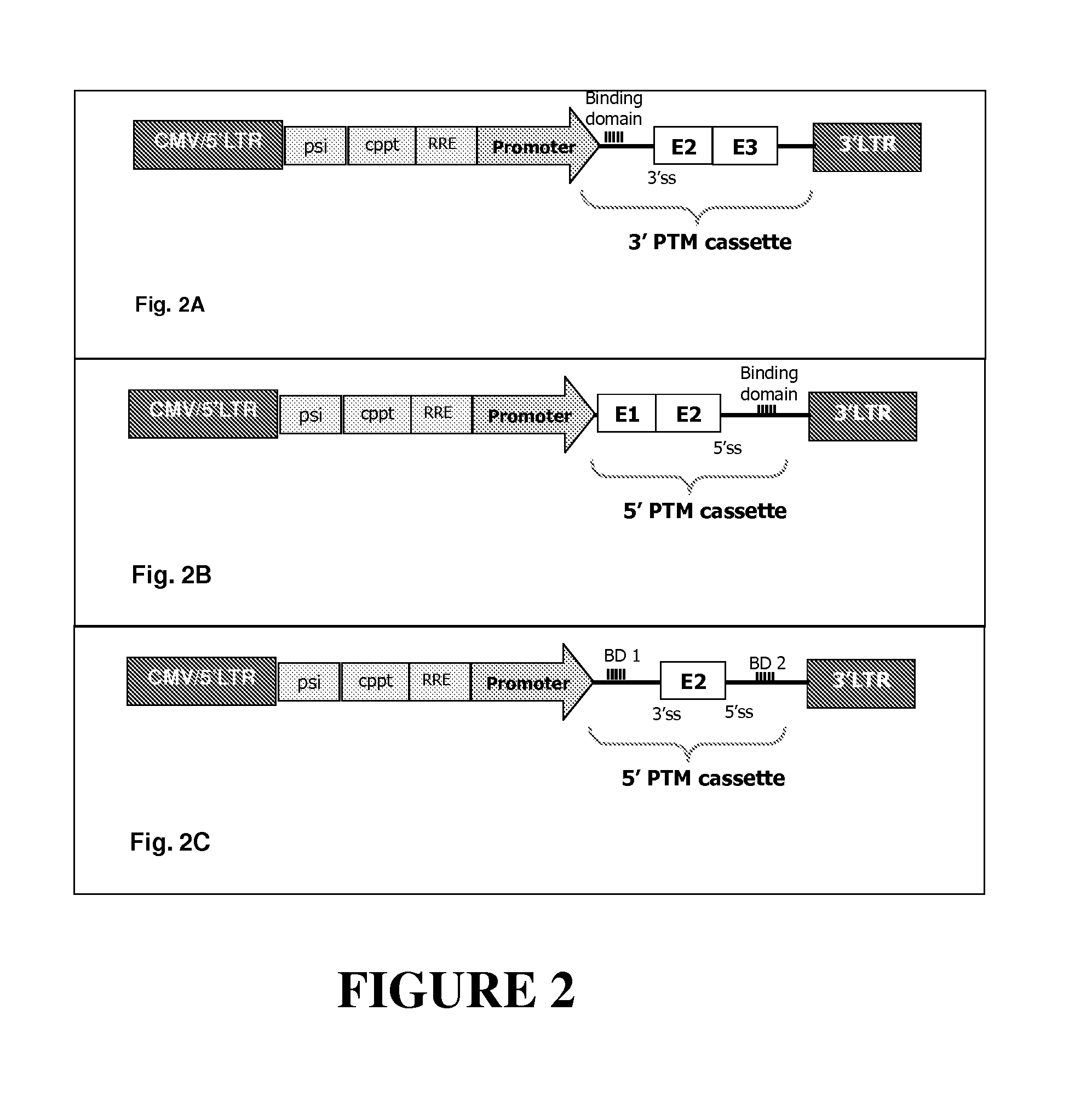 Compositions and methods for inducing apoptosis