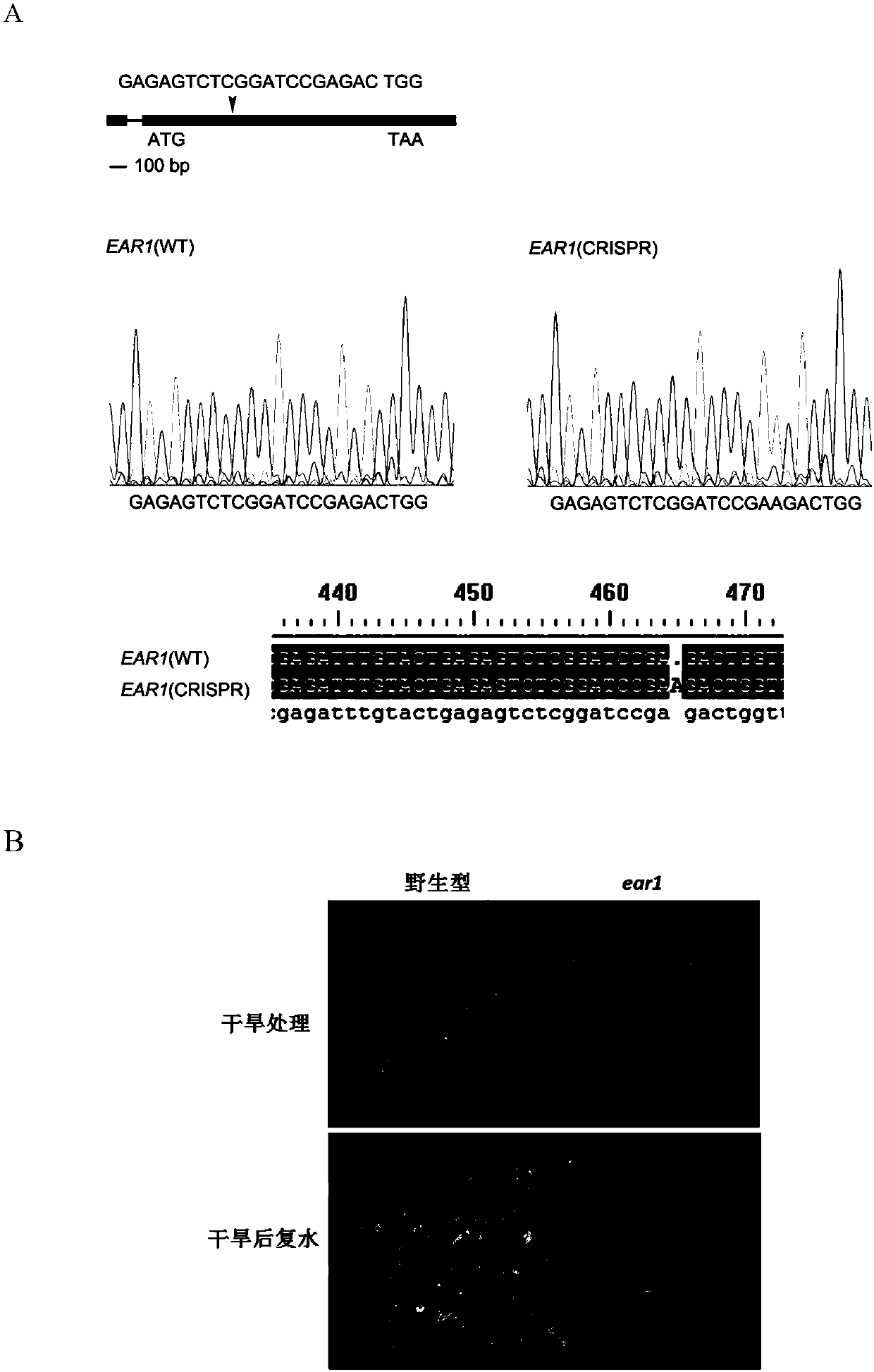 EAR1 protein related to plant drought resistance and coding gene thereof, and applications of EAR1 protein and coding gene