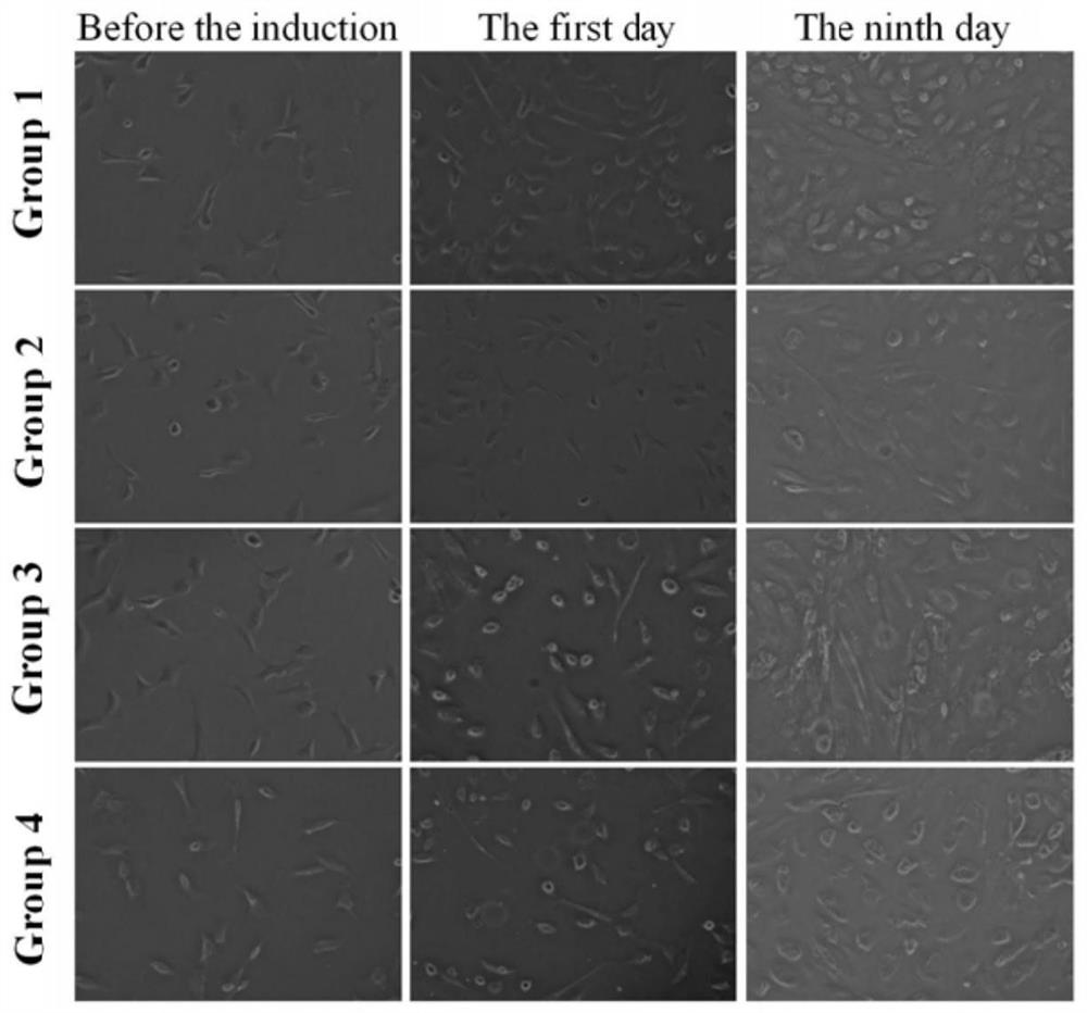 Method for inducing myogenic differentiation of adipose-derived mesenchymal stem cells