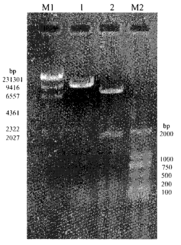 Method for cloning and expressing Serratia marcescens lipase by utilizing recombinant Bacillus subtilis