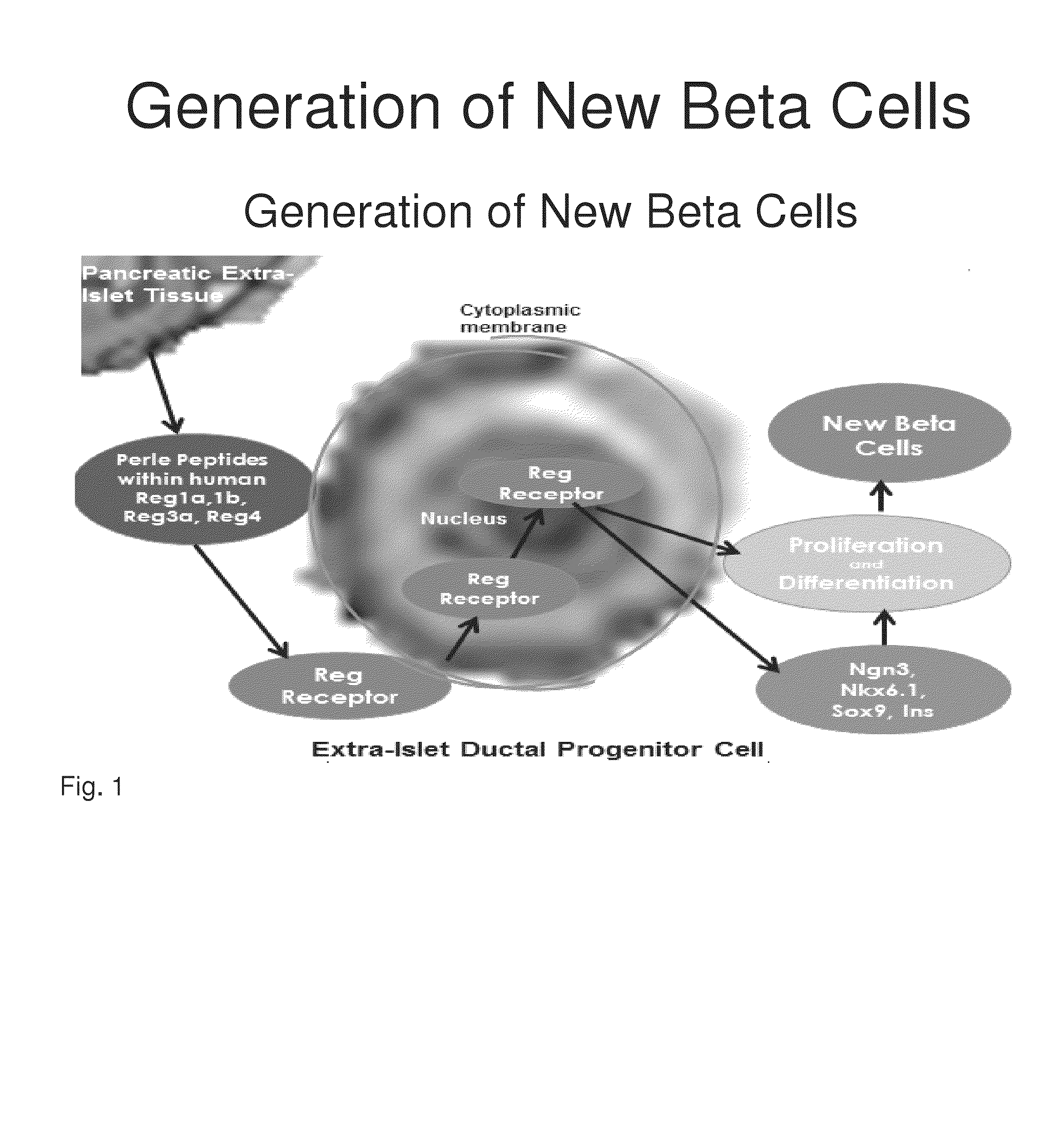 Generation of new pancreatic beta cells