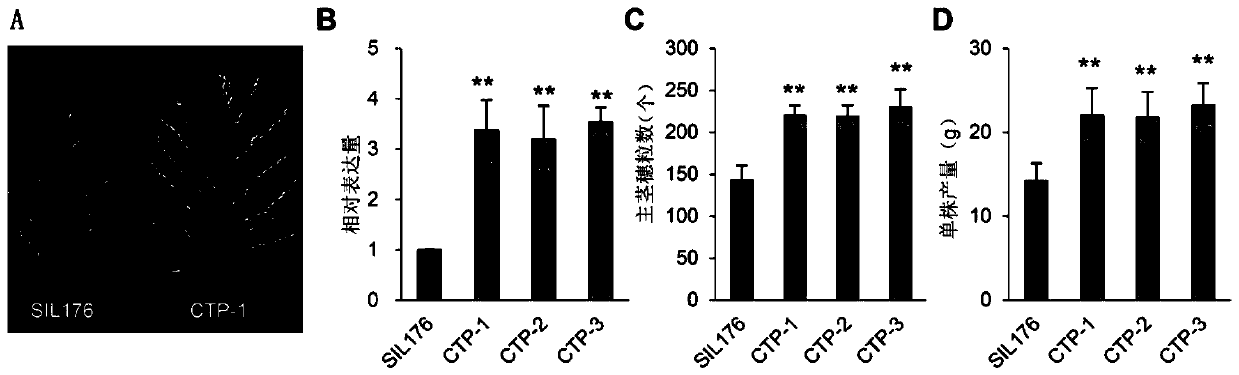 Application of the protein nog1 in the regulation of plant yield and grain number per panicle