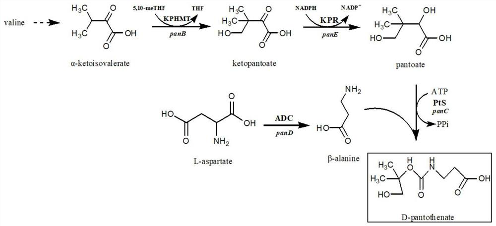 High-yield D-pantothenic acid genetically engineered bacterium and construction and application thereof