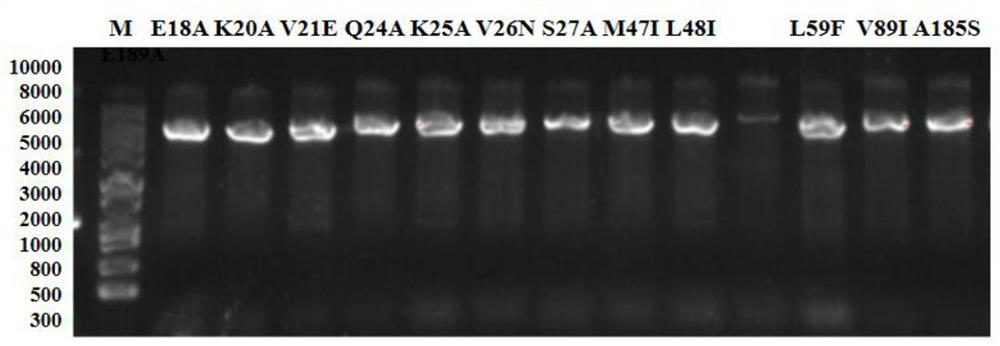 High-yield D-pantothenic acid genetically engineered bacterium and construction and application thereof