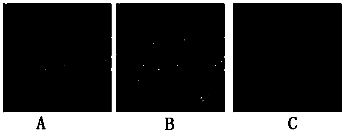 A kind of corneal limbal stem cell serum-free medium and culture method thereof