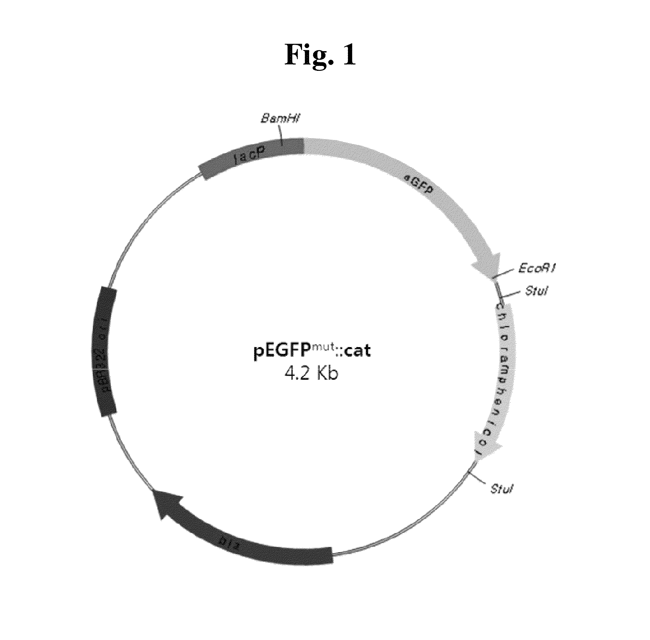 Method for determining genotoxicity using non-fluorescent proteins