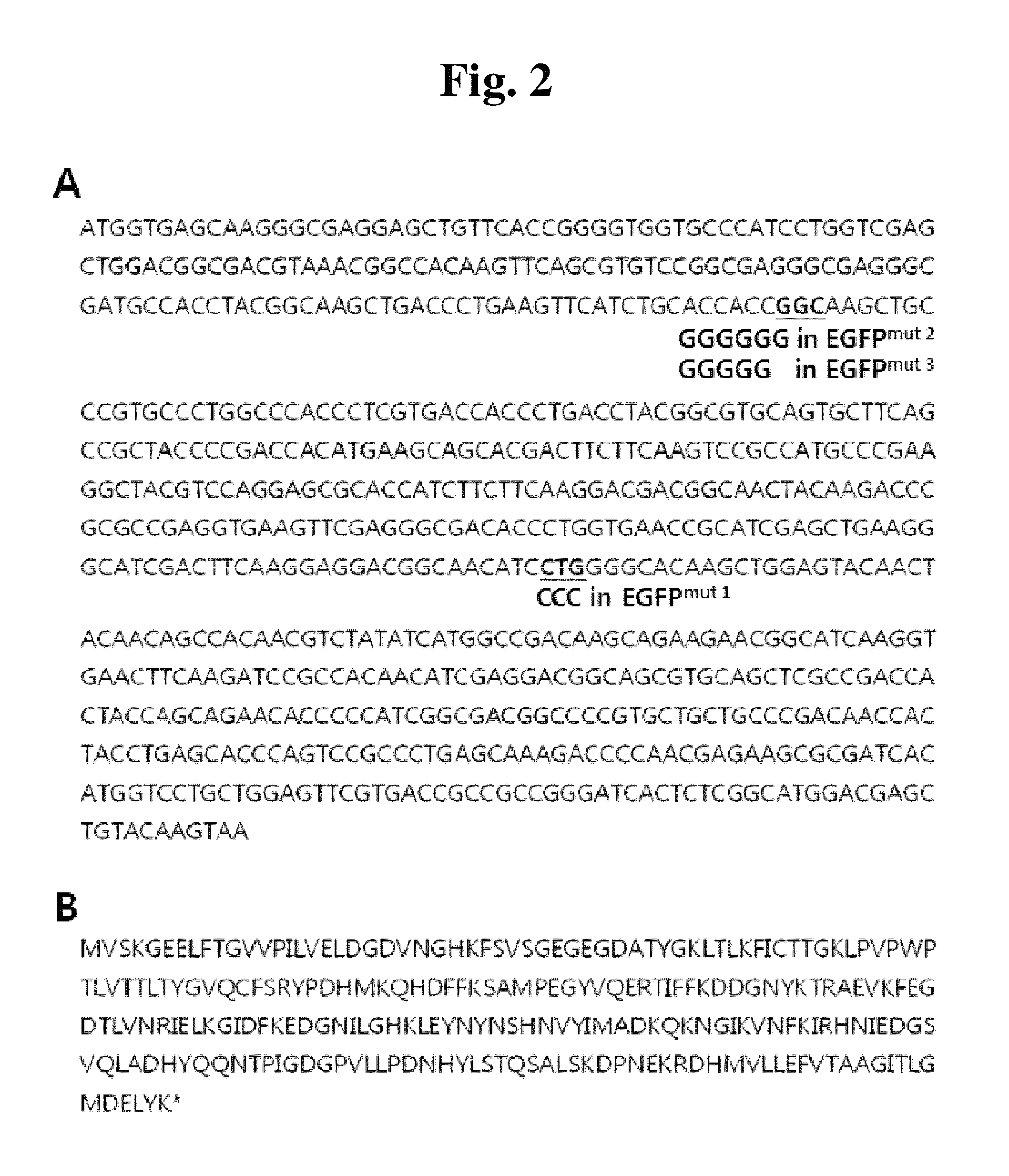 Method for determining genotoxicity using non-fluorescent proteins