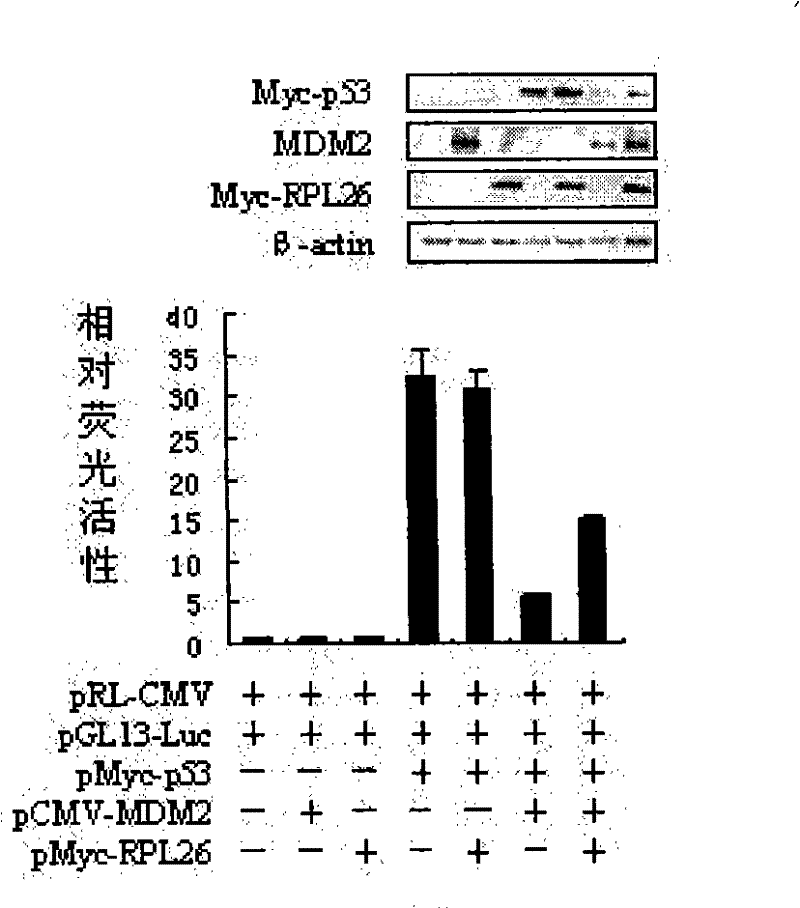 Drug for inhibiting proliferation of tumor cells and application thereof