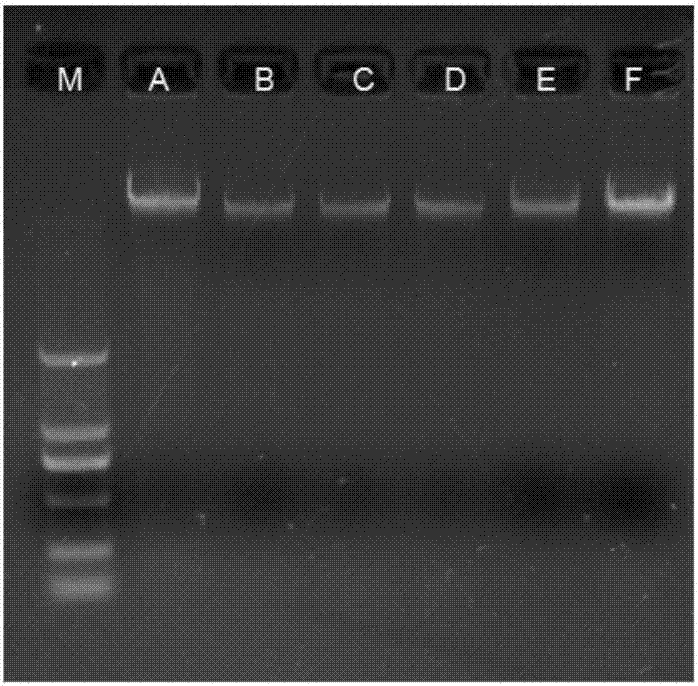 SSR molecular marker primer of quercus liaotungensis koidz, method for identifying varieties of quercus liaotungensis koidz and application of method