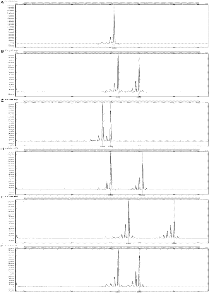 SSR molecular marker primer of quercus liaotungensis koidz, method for identifying varieties of quercus liaotungensis koidz and application of method