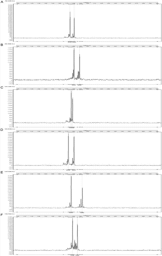 SSR molecular marker primer of quercus liaotungensis koidz, method for identifying varieties of quercus liaotungensis koidz and application of method