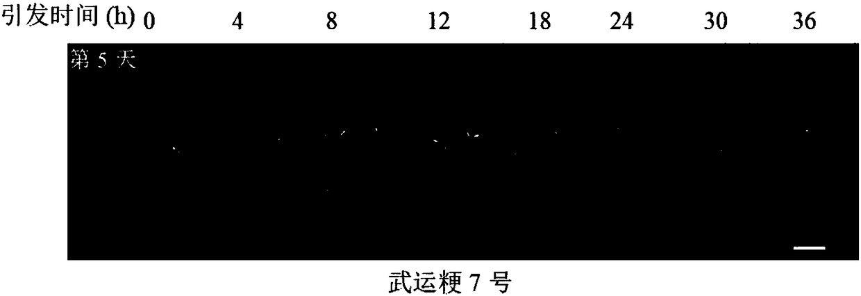 Rice seed priming method