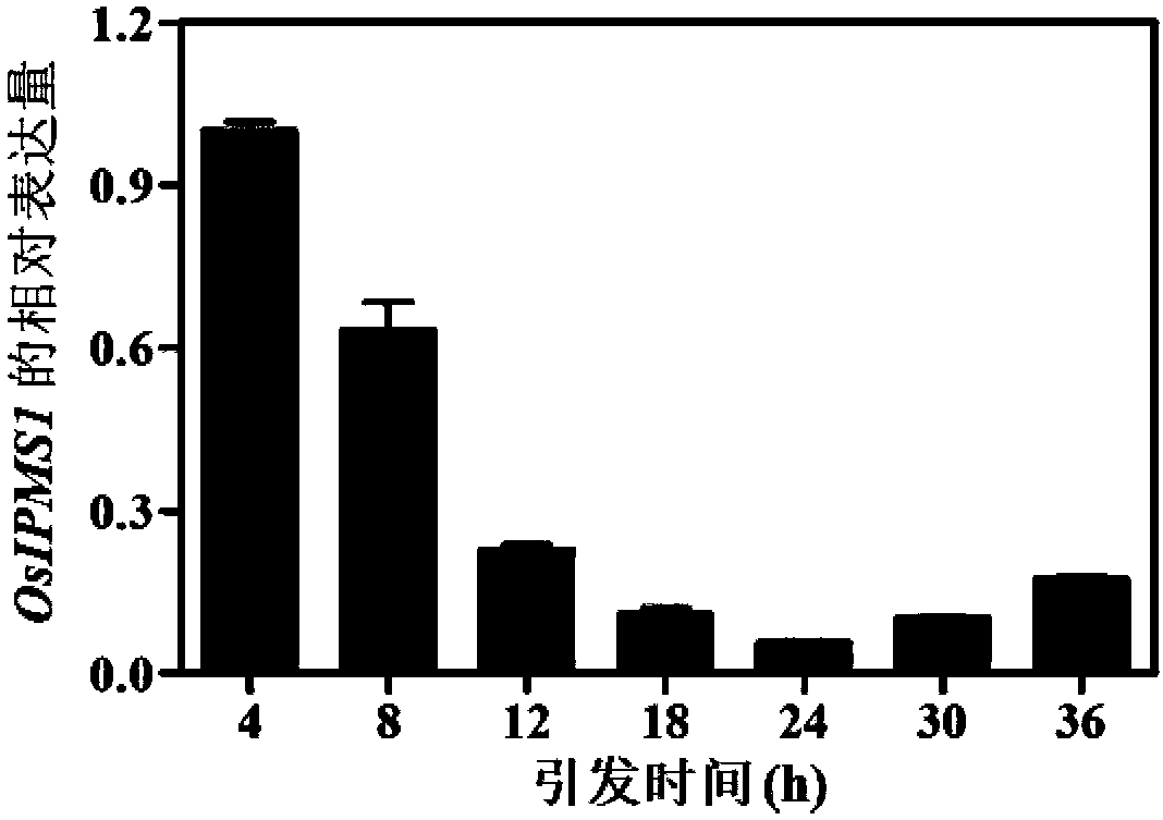 Rice seed priming method