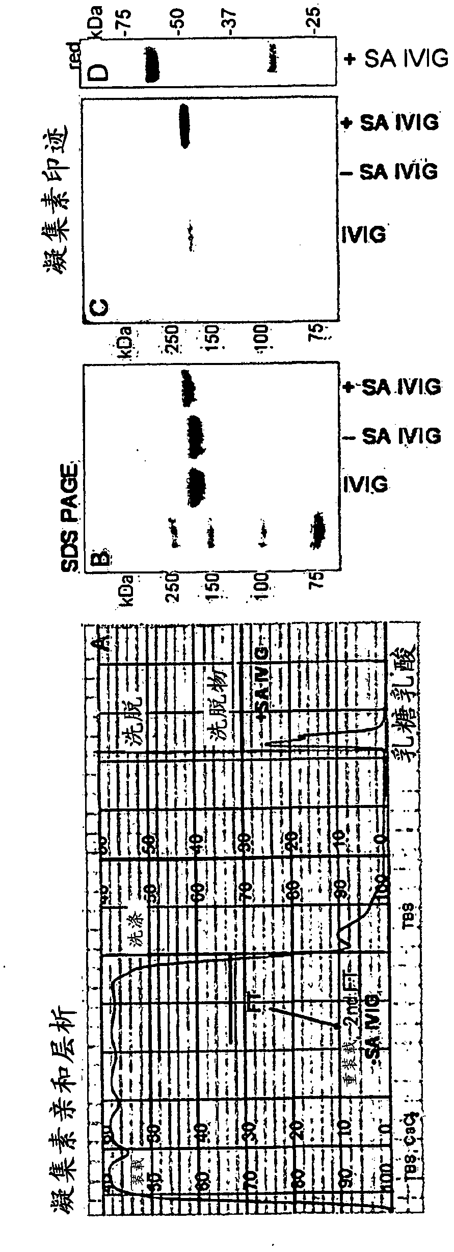 Antibody composition with altered fab sialylation