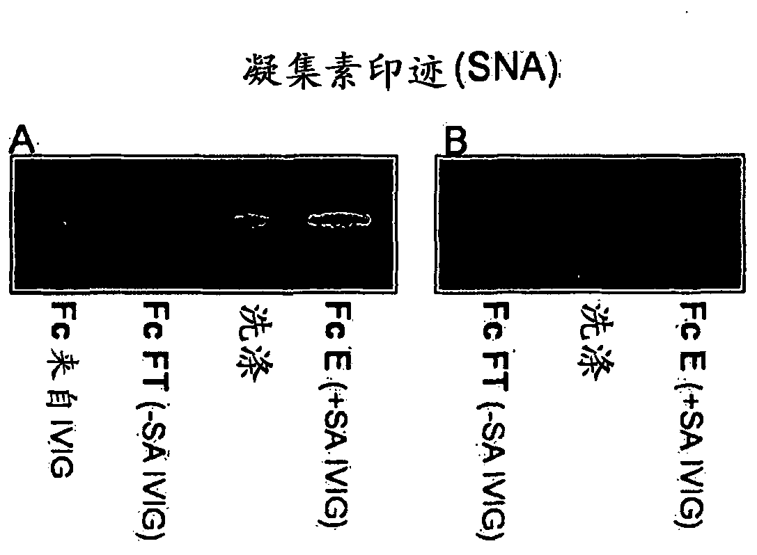 Antibody composition with altered fab sialylation