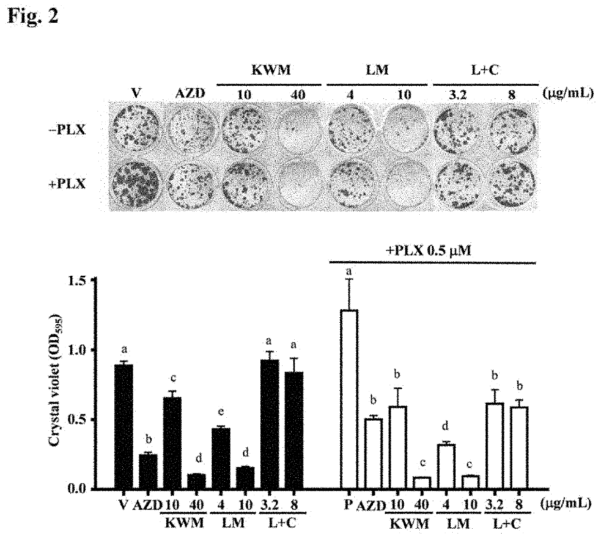 Mint essential oils inhibit hras-q61l mutant keratinocyte activity and prevent skin carcinogenesis