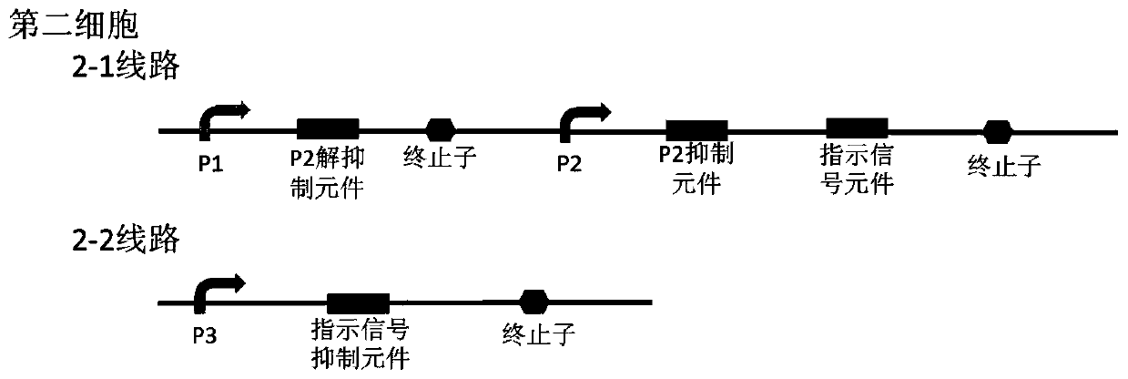 Bacterial cell 3-8 decoder and cell computer