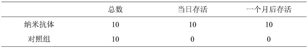 Anti-jelly fish toxin nano antibody KY031 as well as preparation method and application thereof