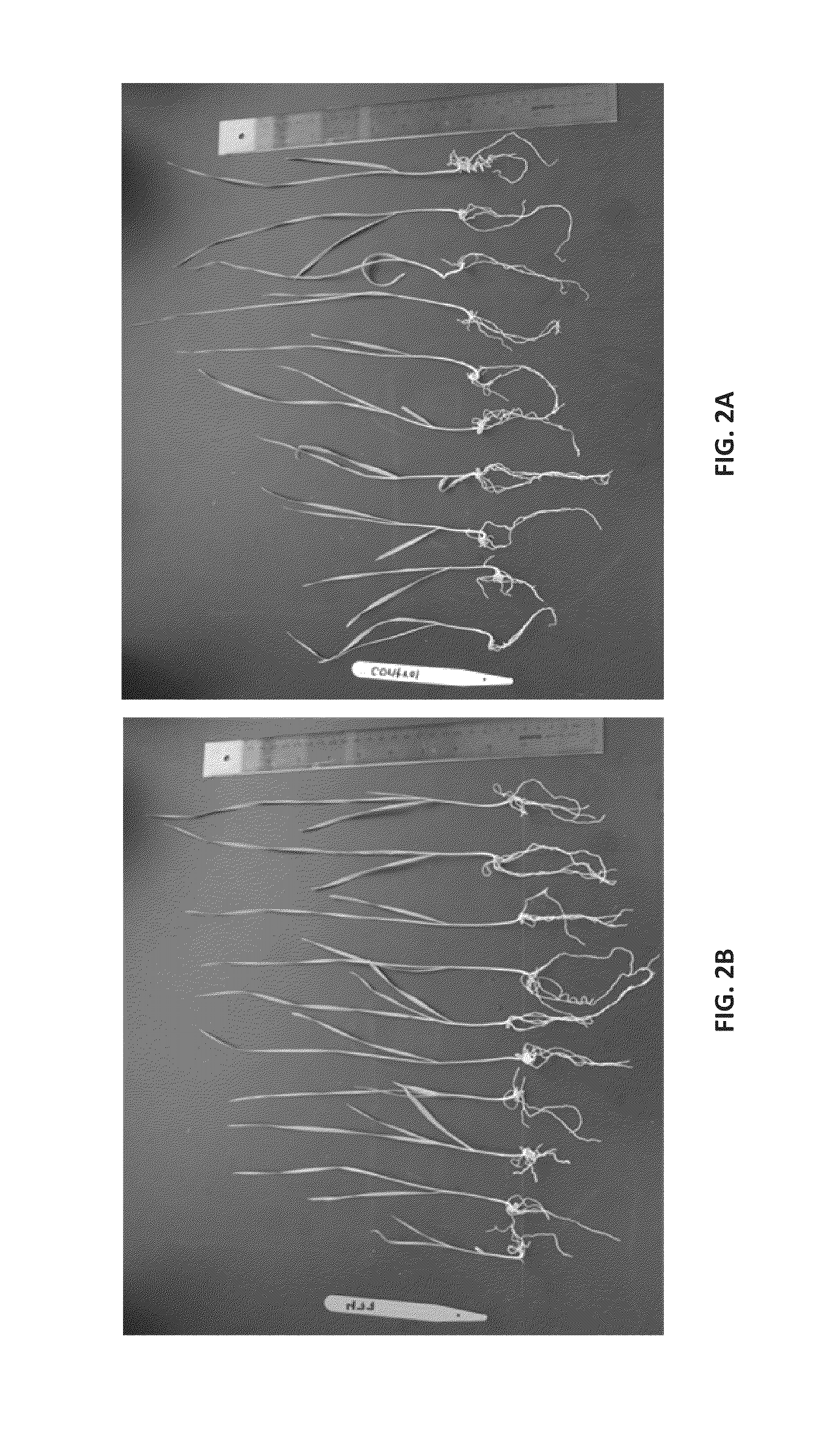 Microbial compositions and methods of use for benefiting plant growth and treating plant disease
