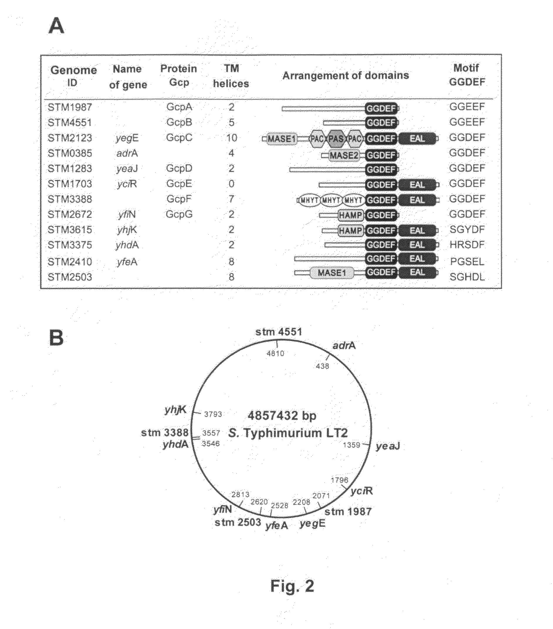 Method for producing multiple modifications in the chromosome of gram-negative bacteria and salmonella strains which are deficient in c-di-GMP synthesis obtained by said method