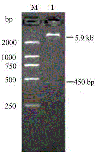 Smell activator screening method based on apis cerana odorant binding protein